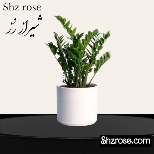 گلدان زاموفیلیا سبز