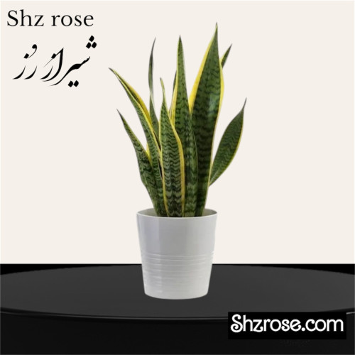 گلدان سانسوریا ابلق
